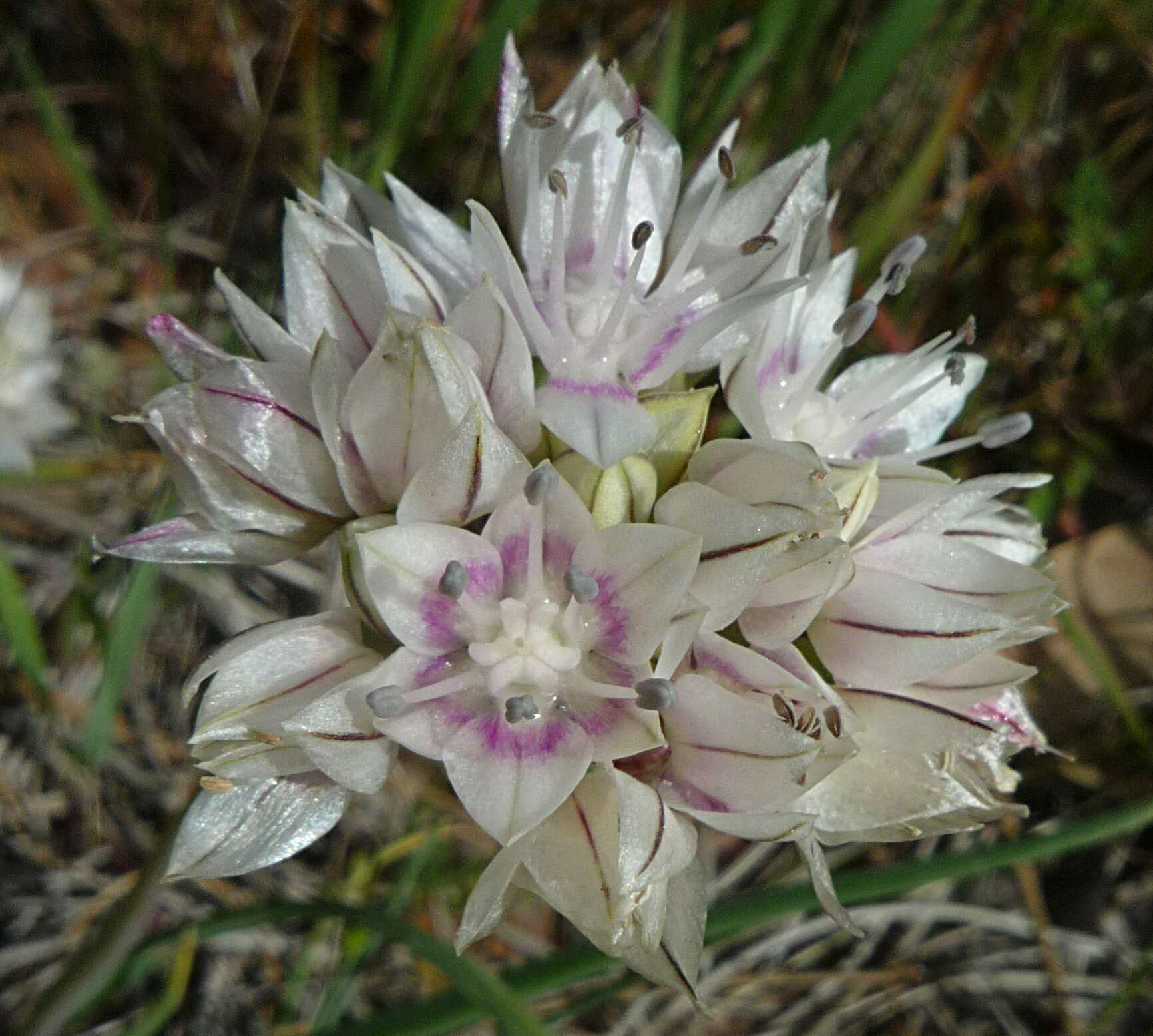 High Resolution Allium haematochiton Flower